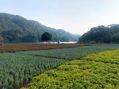 -广州市石门国家森林公园
