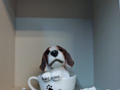 -唐小姐の私宠·宠物洗护美容·撸猫馆·购宠(周浦万达旗舰店)