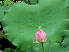 -荔湾湖公园