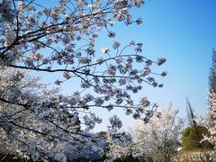 -苏州上方山国家森林公园