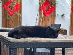 -喵屿·大理花园猫咖