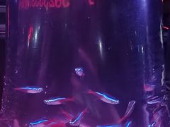 -中环花鸟鱼虫市场