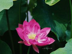 -成都市文化公园