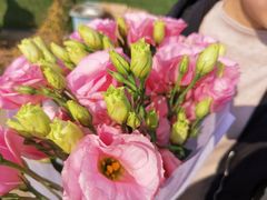 -三圣花乡旅游区