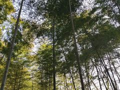 -上海佘山国家森林公园天马山园