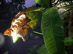 -中国科学院西双版纳热带植物园