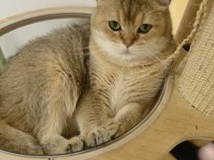 -有喵·猫咖·狗咖·40+猫狗有小奶狗(岗厦店)