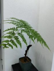 -FINE HAIR 烫染专业设计