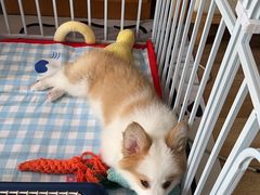 -艾贝尔宠物医院·24H转诊中心·肿瘤猫专科(江宁双龙店)