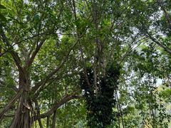 -中国科学院西双版纳热带植物园