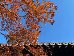 -苏州文庙(姑苏区)