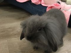 -浣熊柯尔鸭土拨鼠·电玩咖