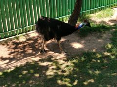 -西霞口神雕山野生动物世界