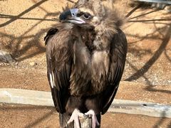 -西霞口神雕山野生动物世界