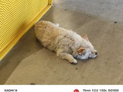 -赛卡联盟WSK卡丁车俱乐部