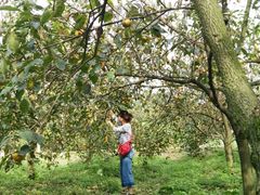 采摘甜脆柿-武汉世外桃源农庄