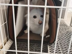 -宠福鑫康馨动物医院·骨科·眼科