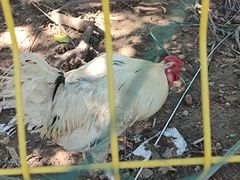 -丽泽山庄·生态怀柔菜·虹鳟鱼(红螺寺店)