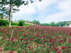 -松山湖梦幻百花洲