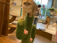 -飞行喵MR PILOT|猫舍·猫咖(静安大融城店)