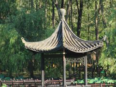 -合肥滨湖国家森林公园