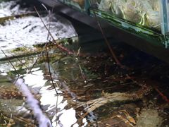 -班赞海鲜市场