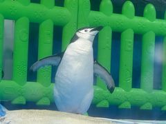 -海合安成都极地海洋公园
