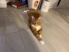 -瑞派康怡24h宠物医院·犬猫医疗中心·微创绝育(瑞景分院)
