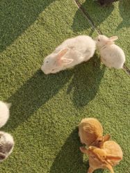 -萌宠亲子动物乐园(槐房万达店)