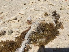 海滩上的小生物-环滩岛