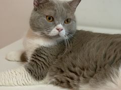 -我爱猫咪·猫咖·狗咖·安哥拉兔·羊驼咖(小寨华旗店)