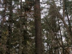 -五营红松林海景区