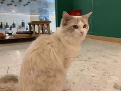 -飞行喵MR PILOT|猫舍·猫咖(静安大融城店)