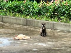 -吴淞炮台湾湿地森林公园烧烤区