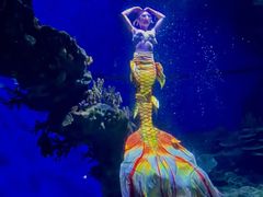 -海合安武汉极地海洋公园