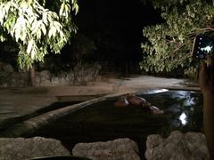 -清迈夜间动物园
