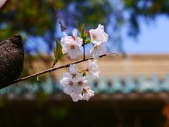 -武汉大学-樱园