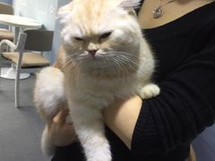-喵的天空名猫咖啡馆·撸猫·猫舍·用品