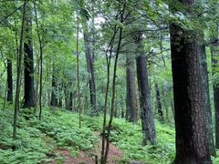 -五营红松林海景区