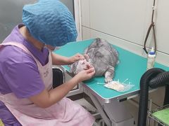 -北京观赏动物医院·24小时大型综合·猫专科·异宠专科