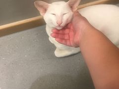 -飞行喵MR PILOT|猫舍·猫咖(静安大融城店)