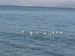 -恋羊时代黑山羊火锅(滨海大道店)