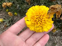 -径山花海