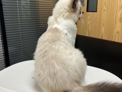 -伟伟宠物医院·CT影像中心·瑞派犬猫综合性门诊(汉口总院)