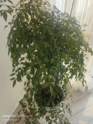 -HEYAN荷妍专业脱毛连锁机构