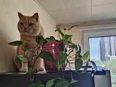-米苏动物医院·犬猫专科·骨科外科内窥镜
