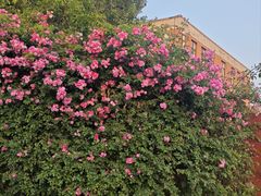 -清真•蜀风园(丁字沽总店)