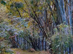 -黄埔油麻山森林公园