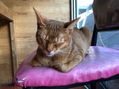 -猫小院猫主题咖啡厅(北锣店)