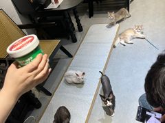-琪喵猫屋·撸猫猫咖·猫舍